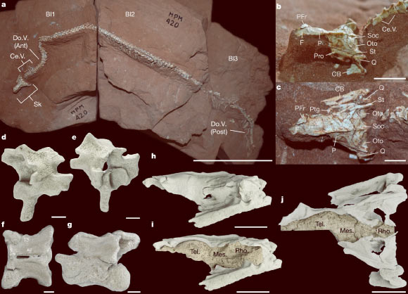 The holotype of Tametara mirim. Image credit: Simões et al., doi: 10.1038/s41586-026-10809-9.