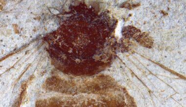 Japanese Fossil Bee Fills Two-Million-Year Gap in Honeybee History