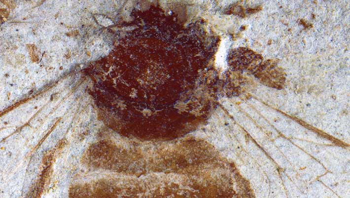 Japanese Fossil Bee Fills Two-Million-Year Gap in Honeybee History