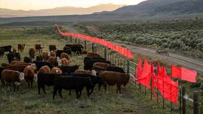 In 2003, scientists discovered wolves refused to cross a simple line of fluttering flags; today it helps protect cattle without killing predators