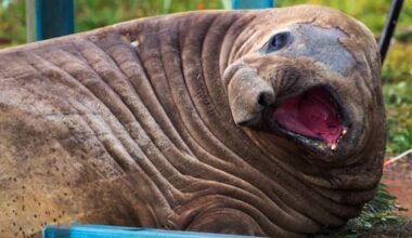 Fans asked to respect privacy of 1 tonne Aussie seal, who respects nothing