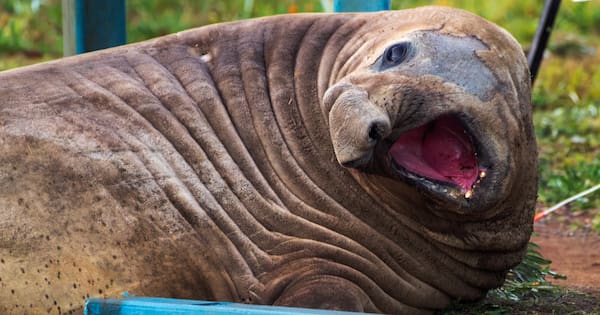 Fans asked to respect privacy of 1 tonne Aussie seal, who respects nothing