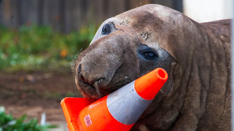 In this photo provided by Sam Volker Photography, Neil the Seal, a 1,000 kg (2,200 pound) elephant seal, plays with a traffic cone in Tasmania