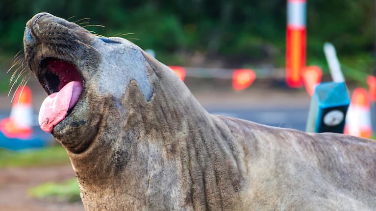 In this photo provided by Sam Volker Photography, Neil the Seal, a 1,000 kg (2,200 pound) elephant seal, moves through an area with traffic cones and bollards in Tasmania