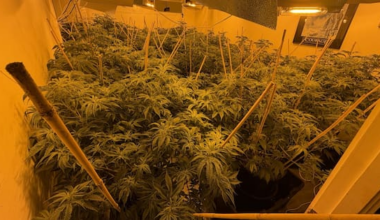 What landlords need to know if a rental property is used to cultivate cannabis