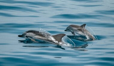 A Shark Was Ready To Attack Swimmers, Then A Pod Of Dolphins Did Something Extraordinary To Protect Them