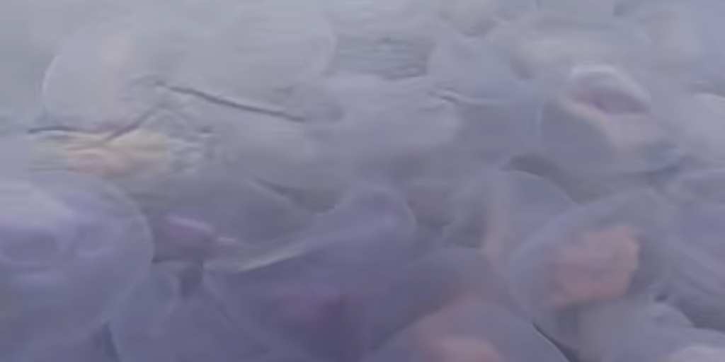 WATCH: Jellyfish bloom transforms Irish Sea into a living mosaic
