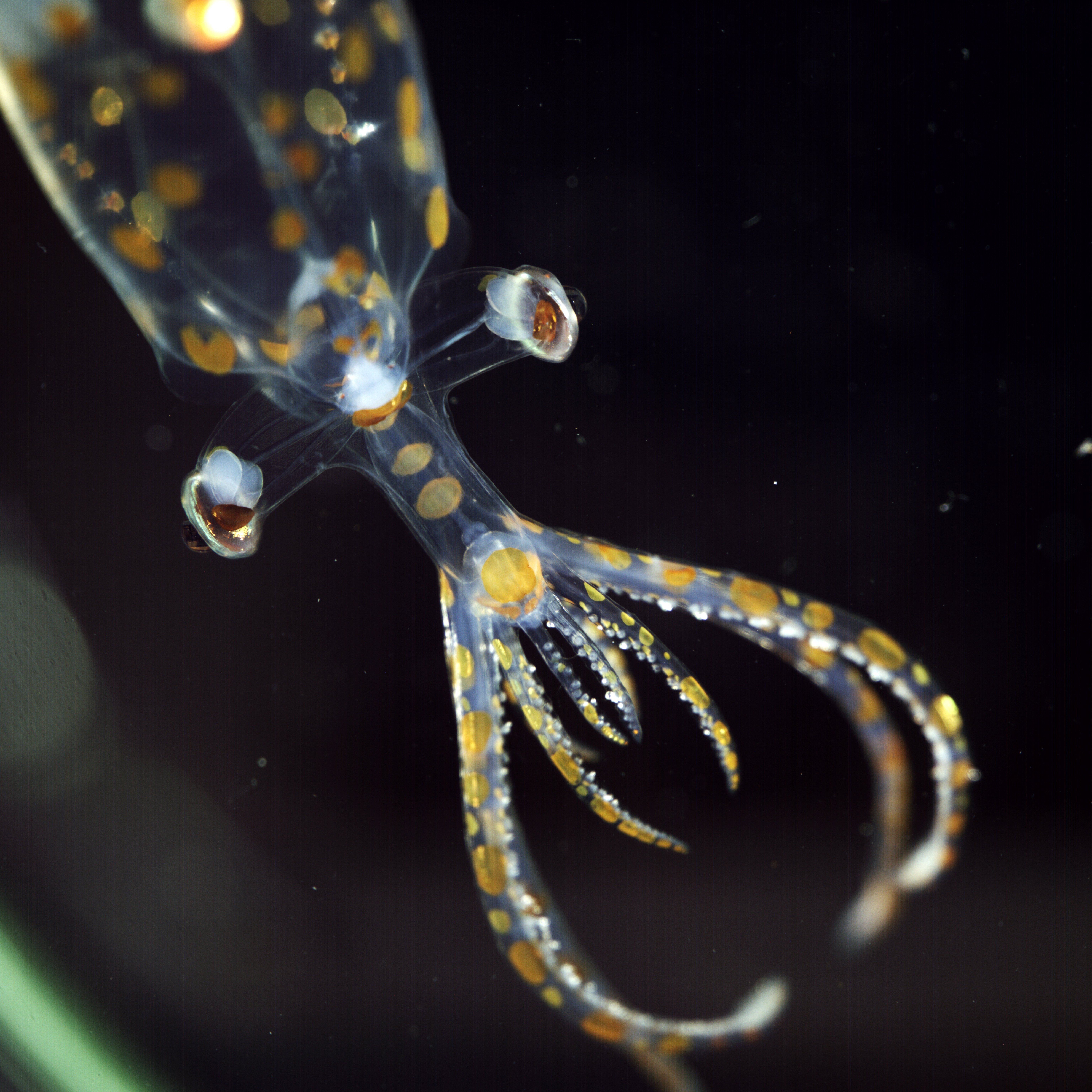 This juvenile glass squid, collected by ROV SuBastian at 779 meters depth in the South Atlantic, was photographed on R/V Falkor (too) using a prototype multiview macro camera system developed through a collaboration between the Dr. Jan Hemmi (University of Western Australia, the Bioinspiration Lab at MBARI and Dr. Karen Osborn (Smithsonian National Museum of Natural History). The system allows scientists on the ship to quickly document the finest details of an animal from three directions at once. This data gathering reduces the disturbance to the animal and captures anatomical, color and posture details that are lost within minutes to hours once the animal is collected. Credit: Emily Clark / MBARI via Schmidt Ocean Institute