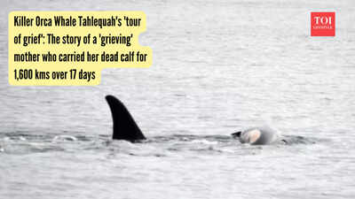 Killer Orca Whale Tahlequah's 'tour of grief': The story of a 'grieving' mother who carried her dead calf for 1,600 kms over 17 days