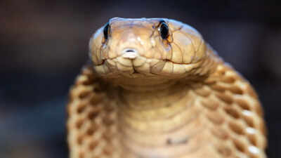 An 11-foot king cobra was rescued after a tense encounter, showing how trained rescuers handle one of the world’s most dangerous snakes without harming it