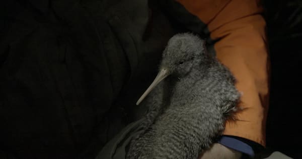 Māori word named world's most beautiful by language app