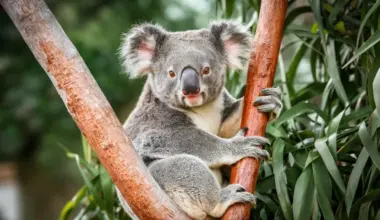 Koalas nearly went extinct before humans arrived, DNA study reveals
