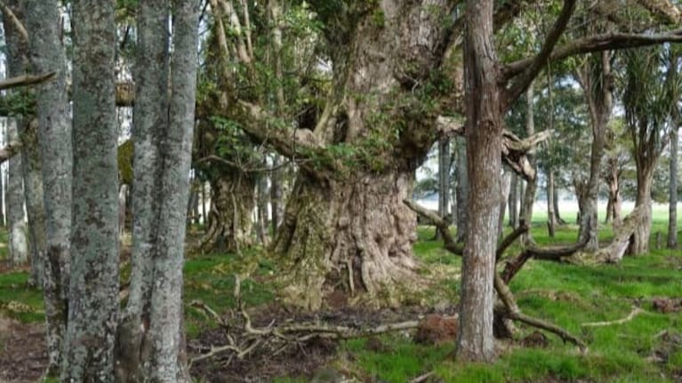 Large, old pūriri trees like this one on the Bryham property make an ideal home for many native species.