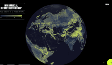 There’s a Global Network of Fungi Under Your Feet. This Is the First Complete Map