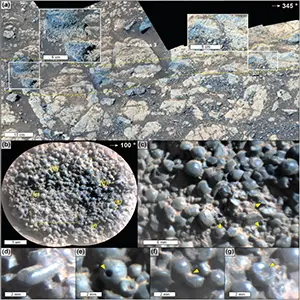 Images of Facies 5, a well-sorted, framework-supported spherule-bearing layer in the Broom Point stratigraphy. This points to repeated asteroid impacts at Jezero Crater on Mars. Credit: NASA/JPL-Caltech/ASU/MSSS/L. Mehall