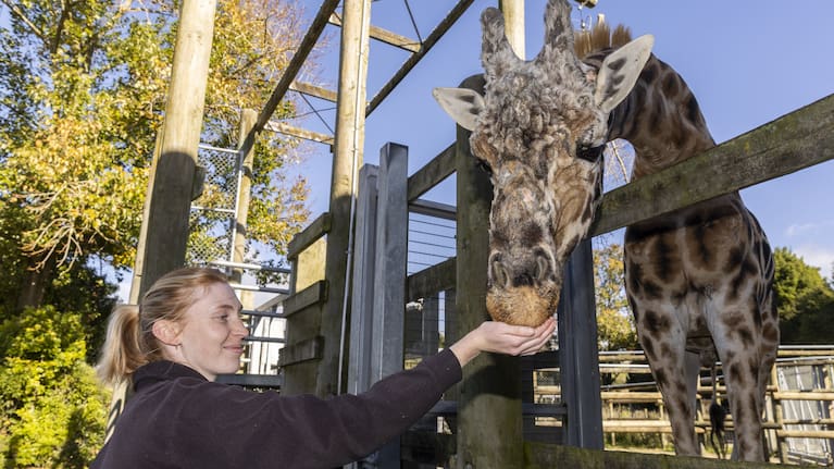 Masamba would’ve benefited mightily from the new barn, ungulates keeper Danielle Hook said. (Source: Christel Yardley / Waikato Times)