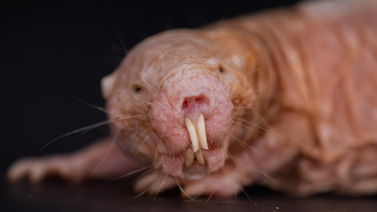 Naked Mole-Rats Just Got Even Wackier; Turns Out The Queen Keeps Her Colony Infertile Through Scent : ScienceAlert