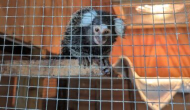 Monkey discovered on London bus sparks renewed abandonment fears