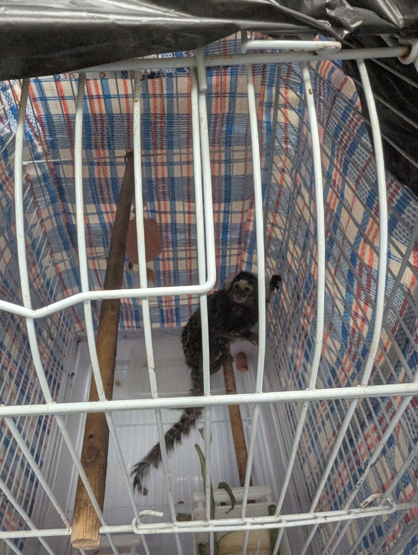 Animal welfare workers believe the marmoset was dumped in response to new legislation which tightens the rules around keeping monkeys as pets.