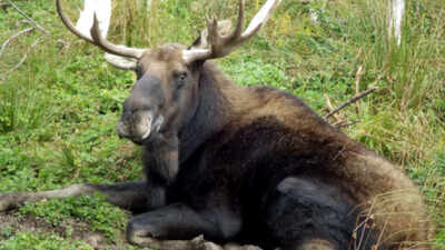 In 1904, Newfoundland released four moose to attract hunters; their population later reached 200,000 and began reshaping the island’s forests