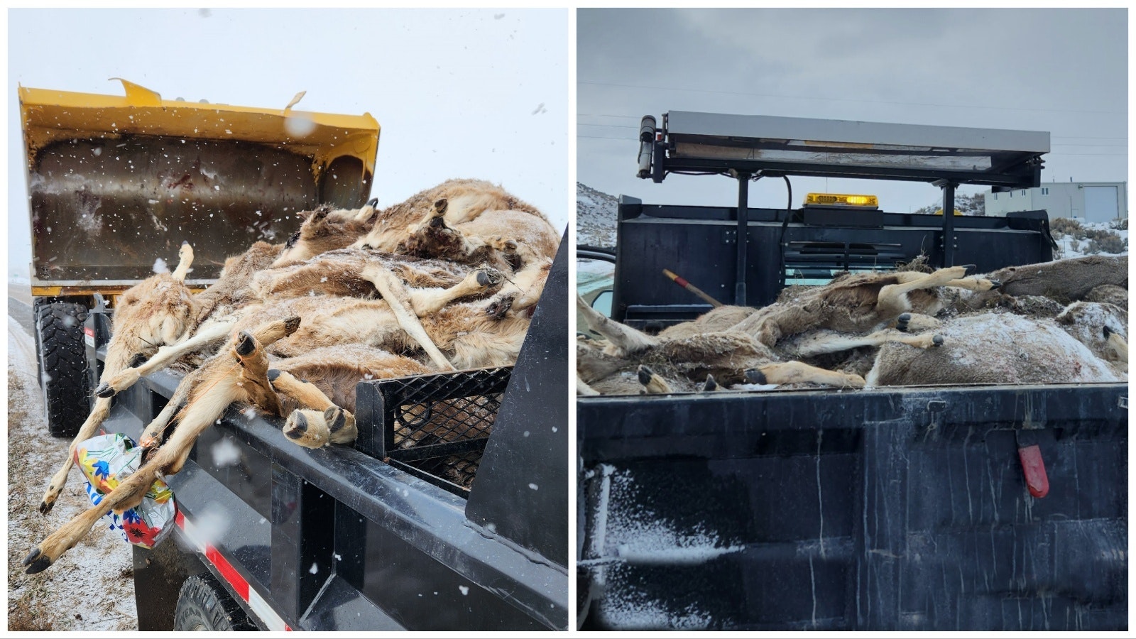 Wyoming wildlife officials gathered hundreds of wildlife carcasses from along highways during the infamous winter of 2022-23.