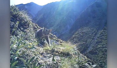 More than 400 feral cats killed in annual Canterbury hunting comp