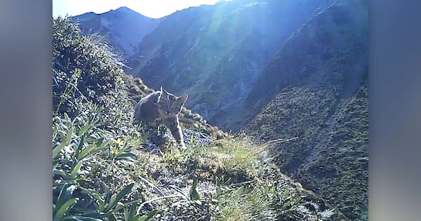 More than 400 feral cats killed in annual Canterbury hunting comp
