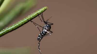 Conservationists removed tens of thousands of invasive rats from a Pacific island to save its wildlife; they accidentally wiped out an aggressive mosquito species too