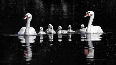 In the late 1800s, America imported mute swans to decorate parks and estates; their descendants later damaged wetlands and displaced native waterbirds