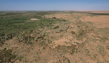 66 billion trees have been planted in China's Great Green Wall — and they appear to be growing faster than natural forests