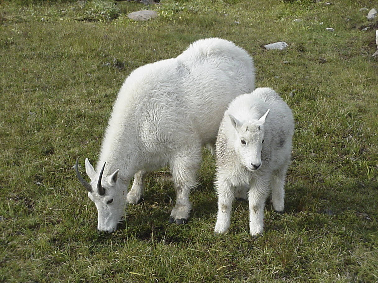 Park research documented goat behavior and their impact on fragile alpine areas. This history highlights challenges of managing introduced species for human use. Image Credit: Wikimedia Commons Nanny_Goat_and_Kid_in_Meadow,_Olympic_National_Forest_(23526215275)