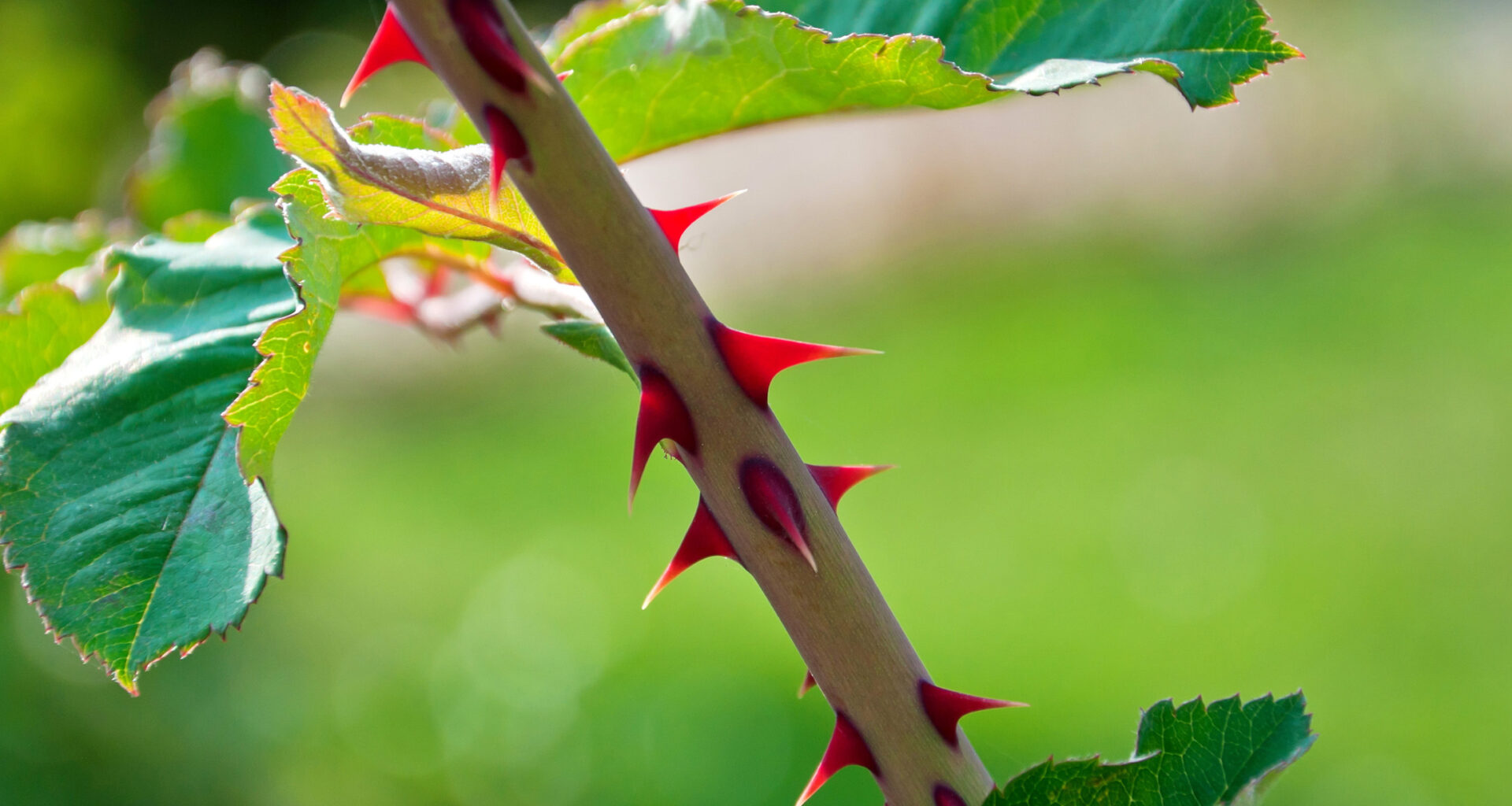 How shark teeth and rose thorns solve the same problem