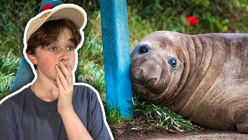 A large elephant seal rests his head against a steel bollard. A cut-out of Manny with a shocked expression on his face.