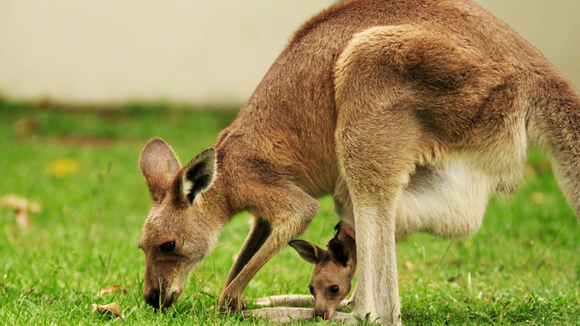 Newborn kangaroos