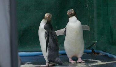 Extinction threat for the hoiho, one of the world's rarest penguins