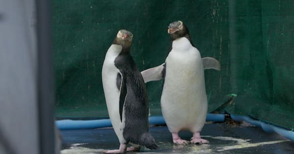 Extinction threat for the hoiho, one of the world's rarest penguins