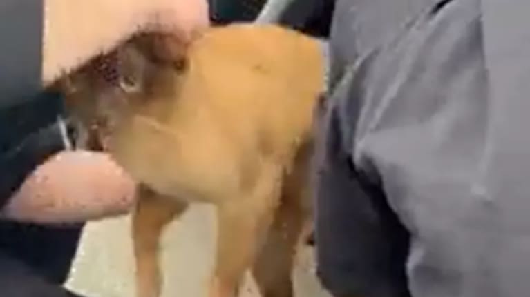 Norton at the moment of rescue.