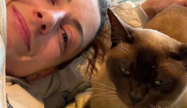 'A bit dumb': Cat rescued after hitching ride in Uber engine bay