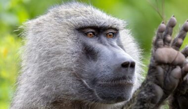 Monkeys Have Geometric Skills On Par With Human Preschoolers, Study Suggests : ScienceAlert