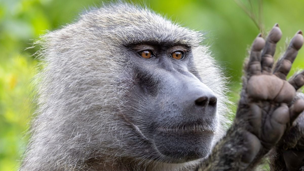 Monkeys Have Geometric Skills On Par With Human Preschoolers, Study Suggests : ScienceAlert
