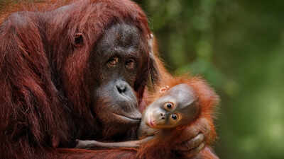 Orangutan mothers travel for hours, even skip lunch to arrange 'jungle playdates' for their young, new study finds