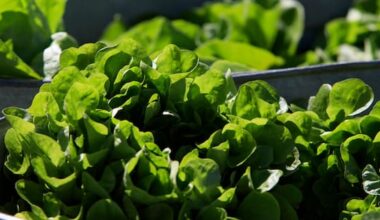 Prices and diarrhoea-causing parasites: It's been a choppy year for US lettuce