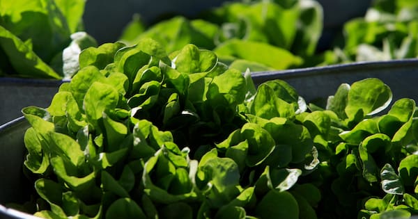 Prices and diarrhoea-causing parasites: It's been a choppy year for US lettuce