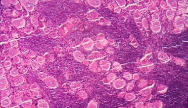 Researchers Develop a Safer, More Reliable Material for Growing Small-Scale Models of the Human Gut