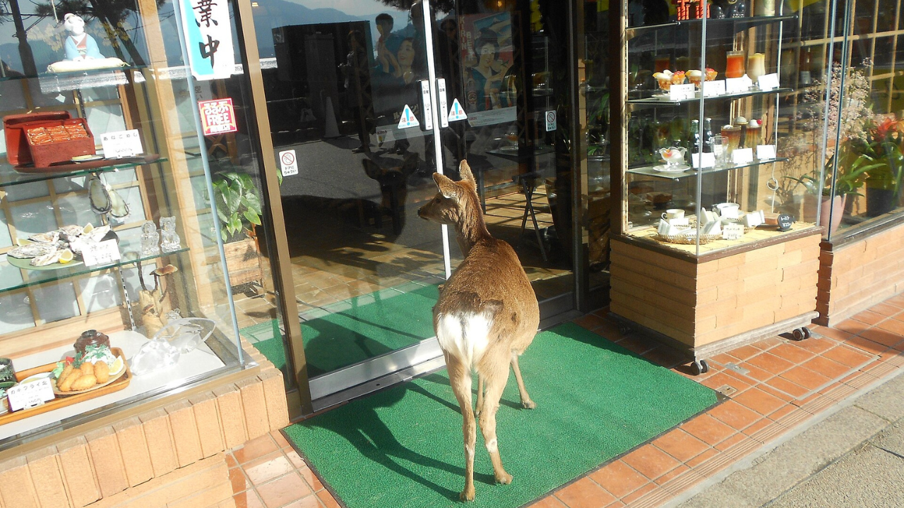 Outside of a store on the island of <a rel="mw:WikiLink" href="https://en.wikipedia.org/wiki/Itsukushima" id="mwAcY">Miyajima</a>​