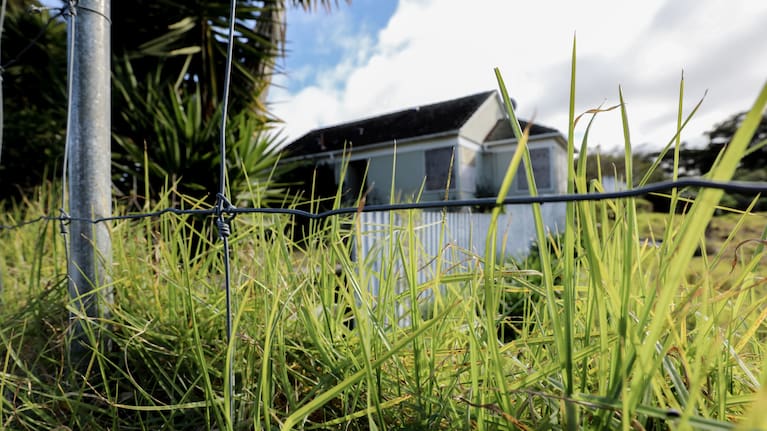 Overgrown grass on O'Donnell Avenue.