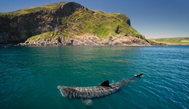 An up-close encounter with giant sharks in Ireland