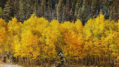40 times heavier & thousand times larger than a blue whale: Meet Pando, the world's biggest living organism
