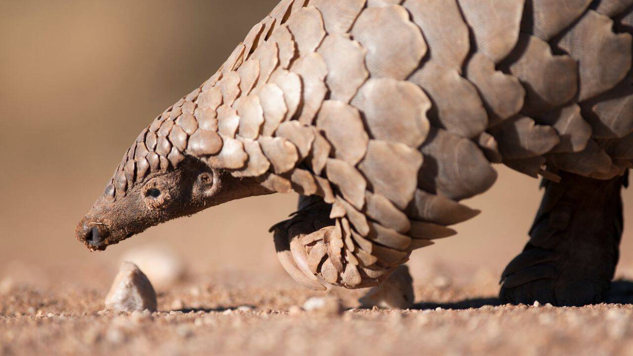 Pangolin (representative image)