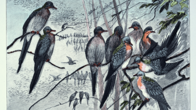 In 1914, the passenger pigeon disappeared after once filling North American skies, becoming one of history’s greatest wildlife losses